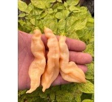 Bolivian Peach