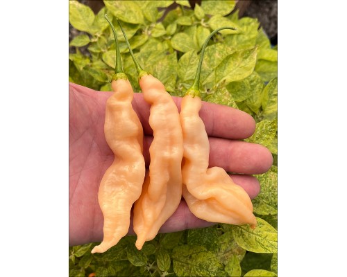 Bolivian Peach