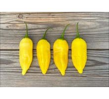 Aji Sapillica