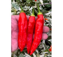 Aji Palmer