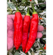 Aji Palmer