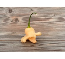 Aji Twinkle Peach