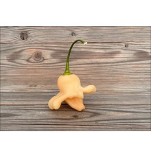 Aji Twinkle Peach