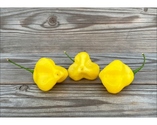 Elfin Lemon