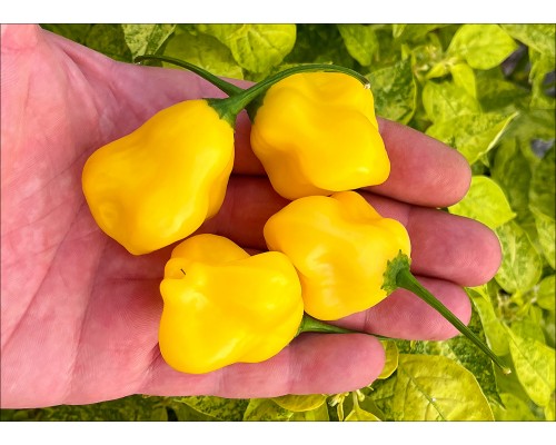 Elfin Lemon