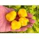 Elfin Lemon