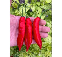 Aji Agilla
