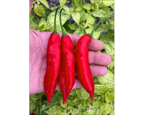 Aji Agilla