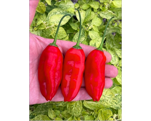 Aji Pinnau