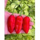 Aji Pinnau