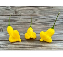 Aji Lotus