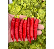 Aji Chinchi Red