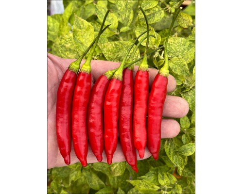 Aji Chinchi Red
