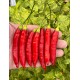 Aji Chinchi Red