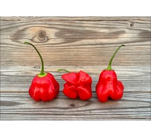 Aji Champion