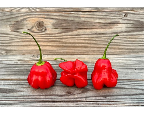 Aji Champion
