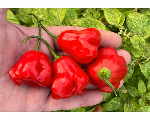 Aji Champion
