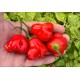 Aji Champion