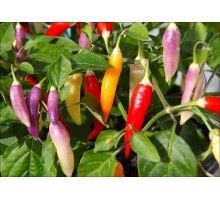 Aji Challuaruro Rojo