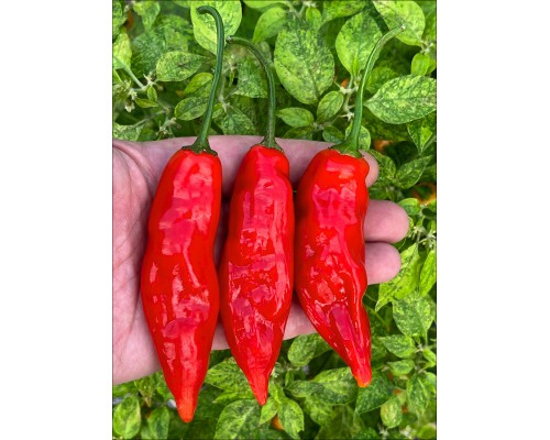 Aji Verdion