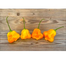 Aji Fantasy Stripey
