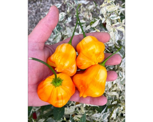 Aji Fantasy Stripey