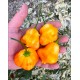 Aji Fantasy Stripey