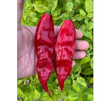 Aji Boliviano