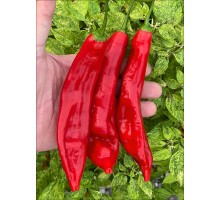 Aji Lema