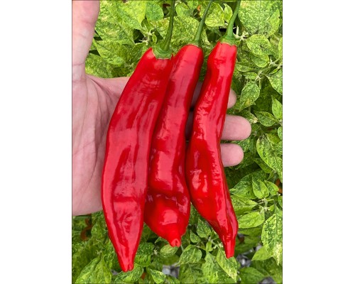 Aji Lema