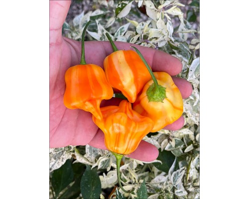 Tangerine Tiger