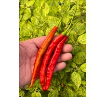 Aji Minas Gerais (PI 441565)