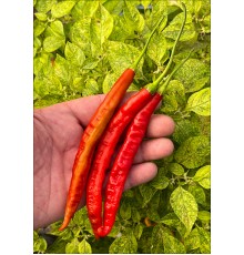 Aji Minas Gerais (PI 441565)