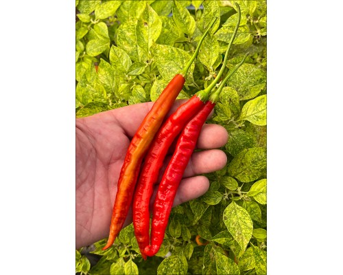Aji Minas Gerais (PI 441565)