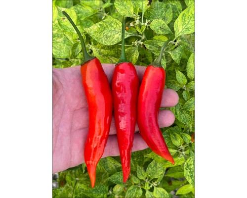 Aji Escabeche Red