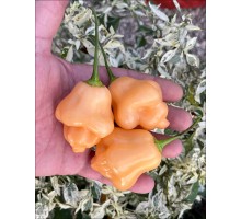 Aji Tearo
