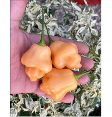 Aji Tearo