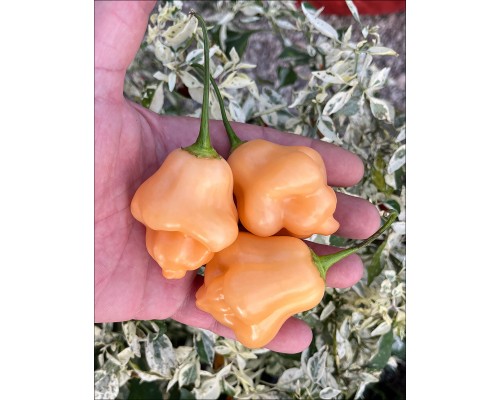 Aji Tearo