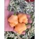 Aji Tearo
