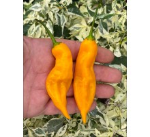 Aji Salamanca