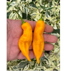 Aji Salamanca