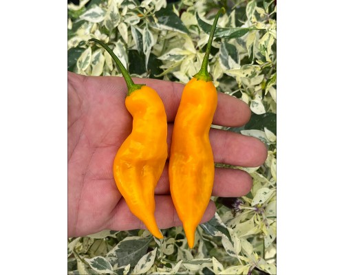 Aji Salamanca