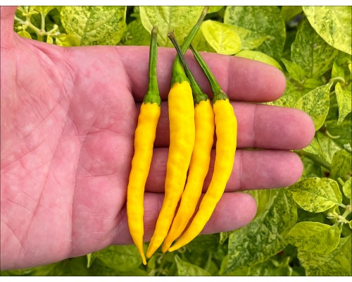 Roumanian Yellow