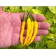 Roumanian Yellow