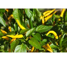 Roumanian Yellow
