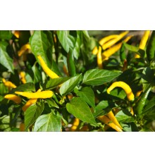Roumanian Yellow