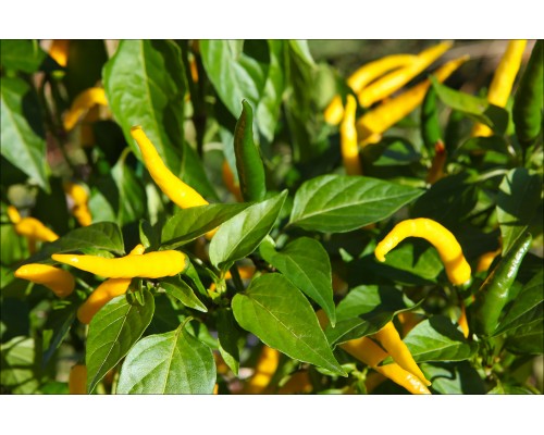 Roumanian Yellow