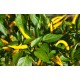 Roumanian Yellow