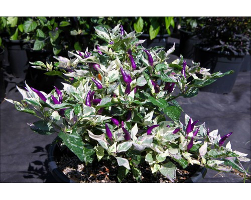 Indonesian Variegated