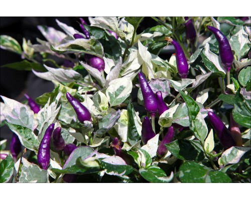 Indonesian Variegated